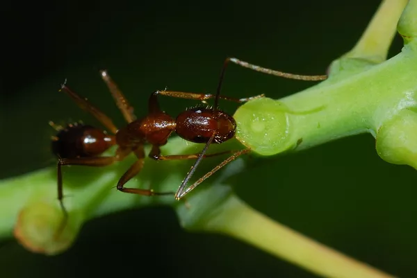 Sacharos dykumos skruzdėlės pasirodė esančios greitesnės už gepardus Sacharos dykumos skruzdėlės pasirodė esančios greitesnės už gepardus - Sputnik Lietuva