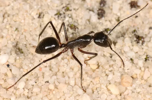 Sacharos dykumos skruzdėlės pasirodė esančios greitesnės už gepardus Sacharos dykumos skruzdėlės pasirodė esančios greitesnės už gepardus - Sputnik Lietuva