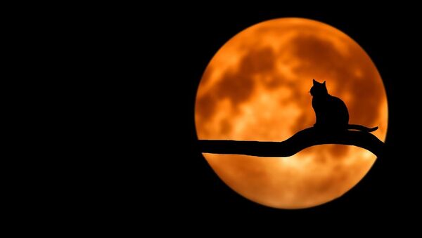 Силуэт кошки на фоне Луны, архивное фото - Sputnik Lietuva