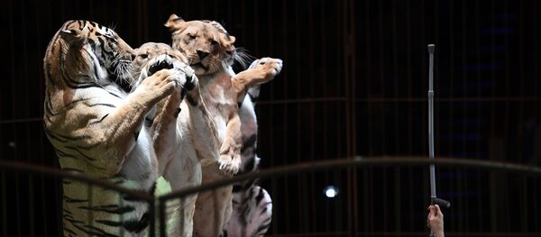 Cirkas Cirkas - Sputnik Lietuva