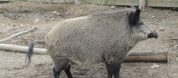 Кабан литовца - Sputnik Lietuva