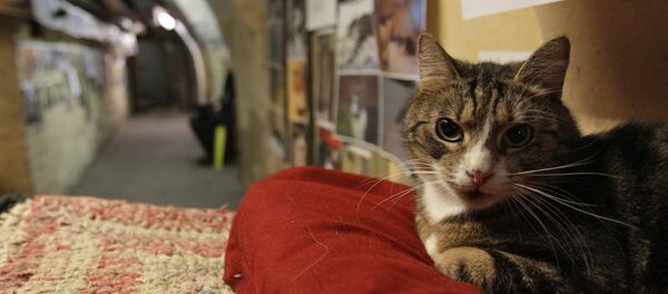 День эрмитажного кота - Sputnik Литва