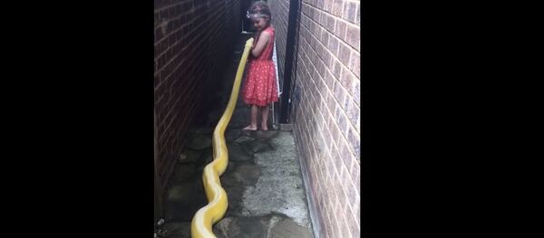 Nuostabi mergaitės ir didžiulio pitono draugystė Nuostabi mergaitės ir didžiulio pitono draugystė - Sputnik Lietuva