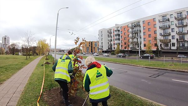 Мэрия Вильнюса показала на видео, как в столице высаживают деревья - Sputnik Литва