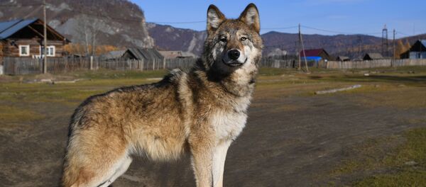 Волк, архивное фото Волк, архивное фото - Sputnik Lietuva