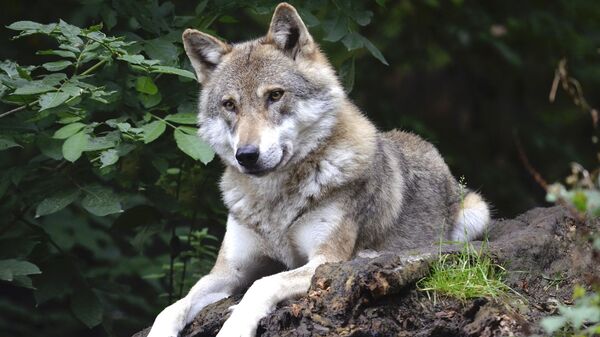 Волк, архивное фото - Sputnik Lietuva