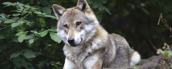 Волк, архивное фото - Sputnik Литва