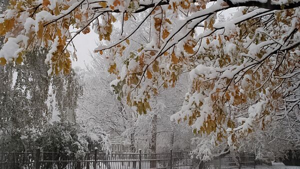 Осенний снег, архивное фото - Sputnik Литва