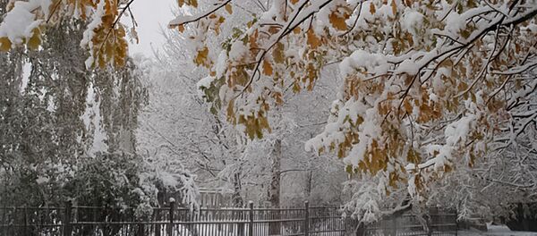 Осенний снег, архивное фото Осенний снег, архивное фото - Sputnik Литва