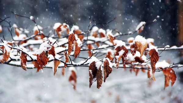 Осенний снег, архивное фото - Sputnik Литва
