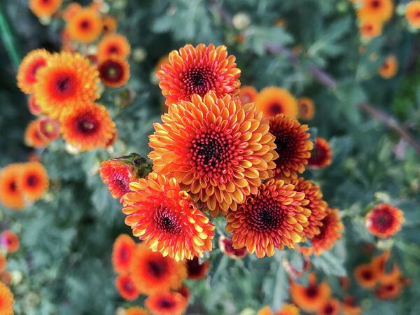 Цветы в Никитском ботаническом саду, Крым - Sputnik Литва