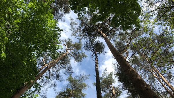 Деревья в парке Вильнюса, архивное фото - Sputnik Lietuva