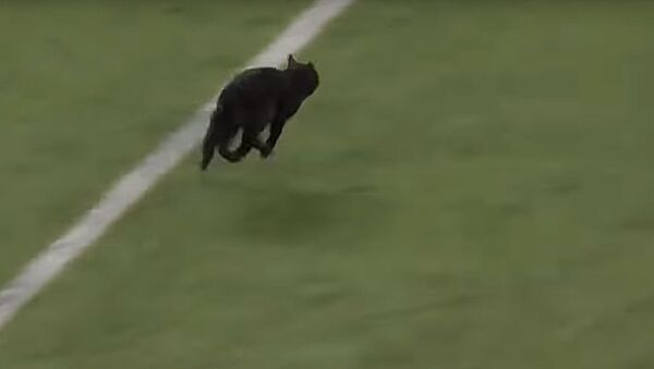 Черный кот выбежал на поле во время матча Нью-Йорк Джайантс' и Даллас Ковбойс - Sputnik Lietuva