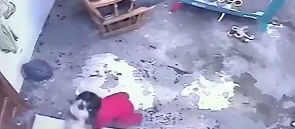 В Колумбии кот спас малыша от падения с лестницы В Колумбии кот спас малыша от падения с лестницы - Sputnik Lietuva