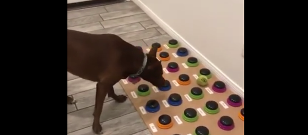 Логопед из США научила свою собаку говорить - Sputnik Lietuva