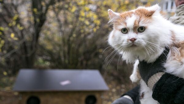 žiemos nameliai bešeimininkėms katėms - Sputnik Lietuva