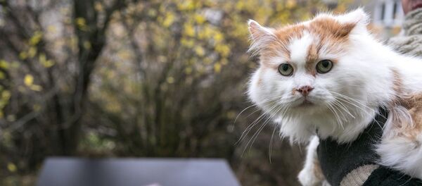 žiemos nameliai bešeimininkėms katėms - Sputnik Lietuva