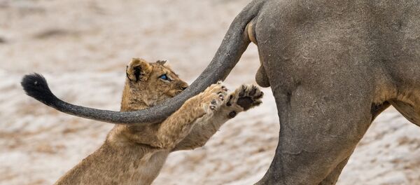 Снимок Grab life by the ..... британского фотографа Sarah Skinner, победивший в конкурсе Comedy Wildlife Photography Awards 2019 Снимок Grab life by the ..... британского фотографа Sarah Skinner, победивший в конкурсе Comedy Wildlife Photography Awards 2019 - Sputnik Lietuva