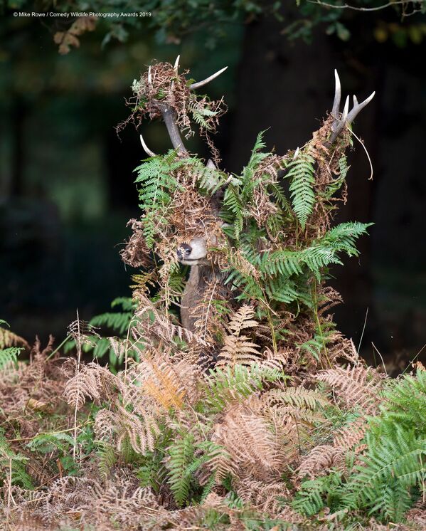 Снимок Deer - What Deer? британского фотографа Mike Rowe, высоко оцененный в конкурсе Comedy Wildlife Photography Awards 2019 - Sputnik Lietuva