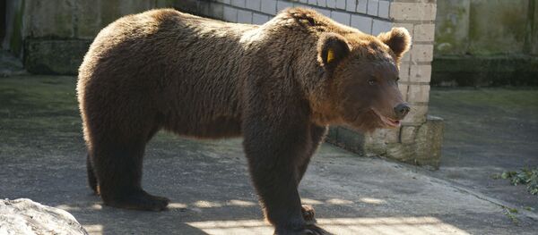 Lokys Proša grąžintas į Rusiją iš Estijos - Sputnik Lietuva