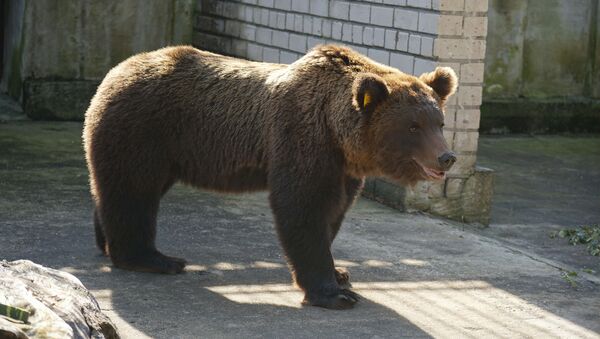 Эстония вернула медведя-хулигана Прошу в Россию - Sputnik Литва