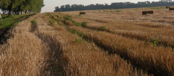 Поле, архивное фото - Sputnik Литва