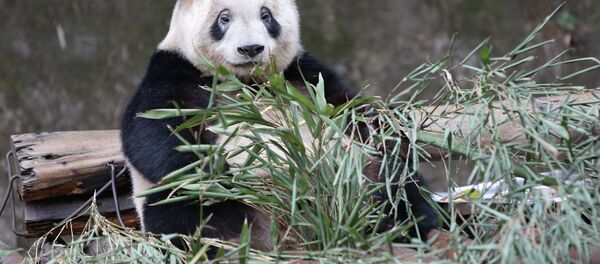 Панда в вольере - Sputnik Lietuva