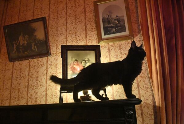 Новый кот Бегемот в нехорошей квартире музея Михаила Булгакова в Москве - Sputnik Литва