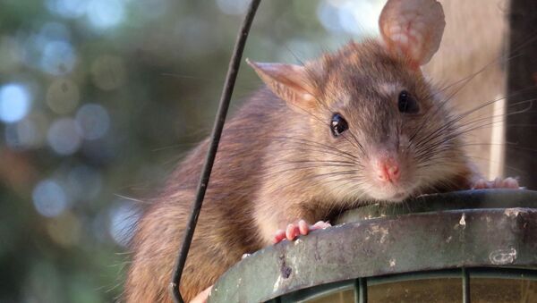 Крыса, архивное фото - Sputnik Lietuva