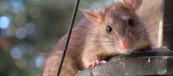 Žiurkė Žiurkė - Sputnik Lietuva