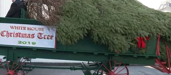 Kalėdų eglutė į Baltuosius rūmus pristatyta arklio traukiamu vežimu Kalėdų eglutė į Baltuosius rūmus pristatyta arklio traukiamu vežimu - Sputnik Lietuva