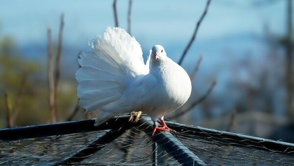 Белый голубь, архивное фото - Sputnik Lietuva