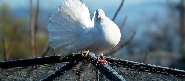 Белый голубь Белый голубь - Sputnik Литва