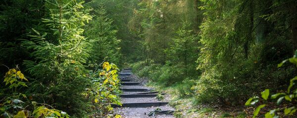 Дорога в лесу, архивное фото Дорога в лесу, архивное фото - Sputnik Lietuva