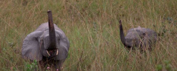 Drambliai Gabone Drambliai Gabone - Sputnik Lietuva