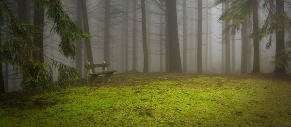 Miškas Miškas - Sputnik Lietuva