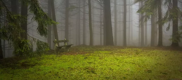 Miškas, archyvinė nuotrauka Miškas, archyvinė nuotrauka - Sputnik Lietuva