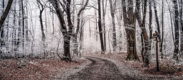 Miškas Miškas - Sputnik Lietuva