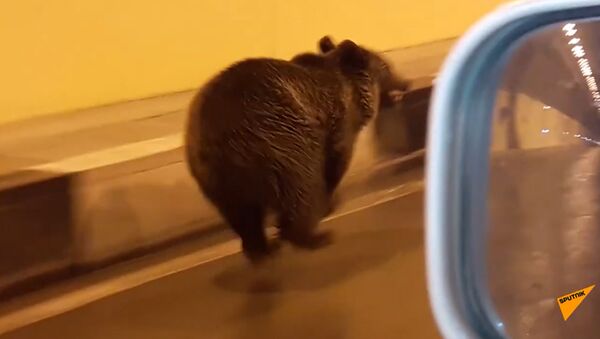 Косолапый нарушитель: медведь по тоннелю перешел границу России и Южной Осетии - Sputnik Литва