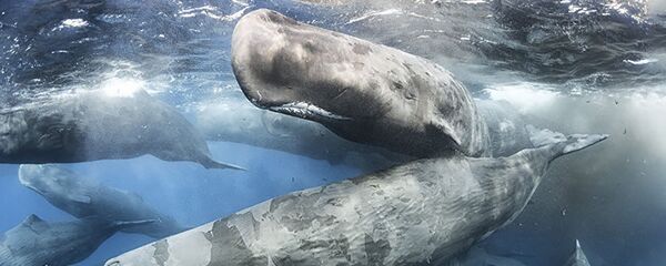 Kašalotai Kašalotai - Sputnik Lietuva