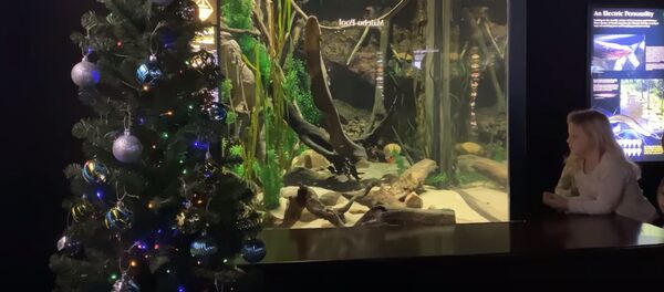 Kalėdų eglutė JAV okeanariume buvo prijungta prie elektrinio ungurio Kalėdų eglutė JAV okeanariume buvo prijungta prie elektrinio ungurio - Sputnik Lietuva