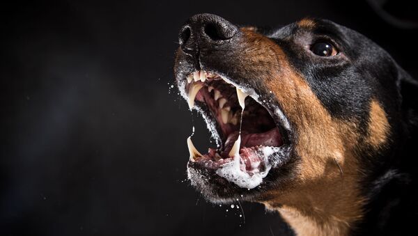 Злая собака, архивное фото - Sputnik Литва