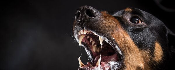 Piktas šuo Piktas šuo - Sputnik Lietuva