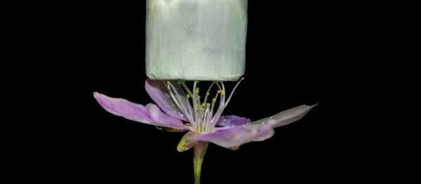 Сверхлегкая целлюлозная пена с цеолитами для улавливания углекислого газа Сверхлегкая целлюлозная пена с цеолитами для улавливания углекислого газа - Sputnik Lietuva