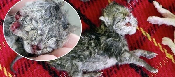 Редкий двуглавый котенок родился в Таиланде - Sputnik Lietuva