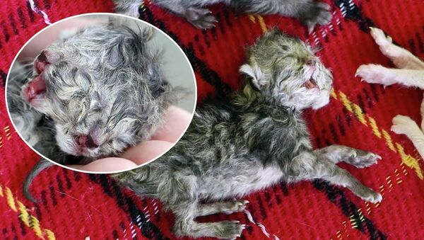 Редкий двуглавый котенок родился в Таиланде - Sputnik Lietuva