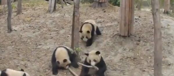 Повторяя судьбу Икара: падение панды с высокого дерева Повторяя судьбу Икара: падение панды с высокого дерева - Sputnik Литва