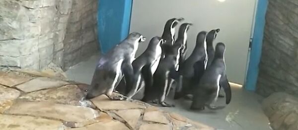 Plaukmenis aukštyn: kaip pingvinai zoologijos sode mankštinasi Plaukmenis aukštyn: kaip pingvinai zoologijos sode mankštinasi - Sputnik Lietuva