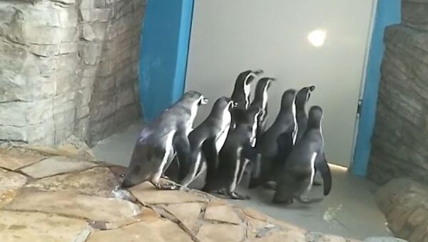 Plaukmenis aukštyn: kaip pingvinai zoologijos sode mankštinasi - Sputnik Lietuva