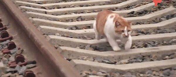 Кот Мостик проверил железнодорожную часть Крымского моста - Sputnik Литва